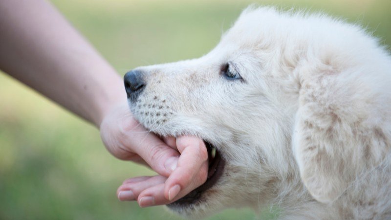 Dog Bite Scars and Recovery: Physical and Emotional Healing